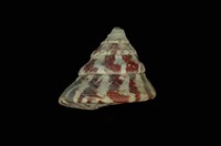 藏品(牛蹄鐘螺)的圖片